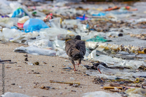 Pigeon Dove walking on beach with plastic waste, bad environment.