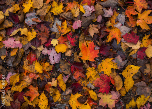 Wet Autumn Leaves Fallen On The Ground photo