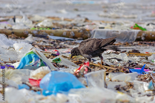 Pigeon Dove walking on beach with plastic waste, bad environment. photo