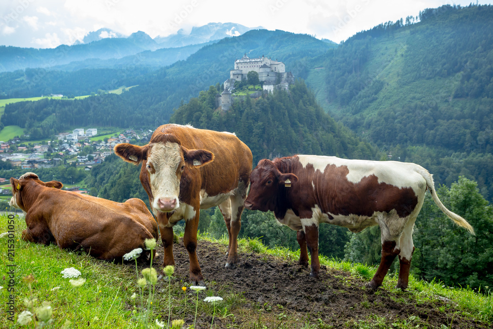Three Cows Grazing on a Meadow Overlooking Hohenwerfen Castle in Austria Three Cows Grazing on a Meadow Overlooking Hohenwerfen Castle in Austria