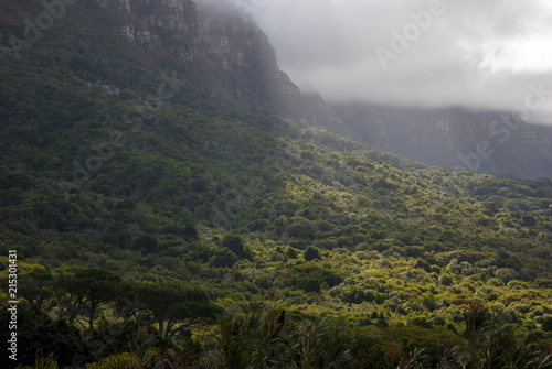 A Forrest in cape town nature reserve 