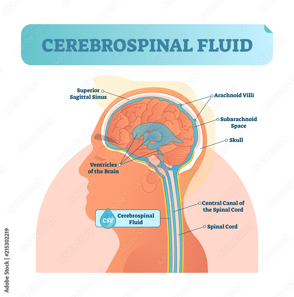 Cerebrospinal fluid vector illustration Anatomical labeled diagram Cerebrospinal fluid vector illustration Anatomical labeled diagram