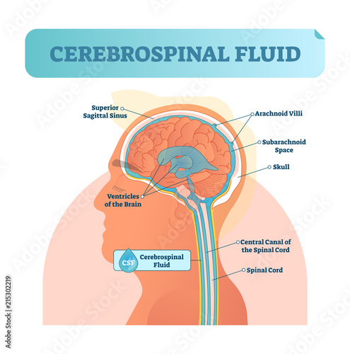 Cerebrospinal fluid vector illustration. Anatomical labeled diagram with human superior sigittal sinus, arachnoid Villi, subarachnoid and spinal cord central canal. photo