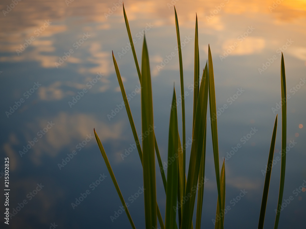 Beautiful natural background with leaves of cane and the glare of the evening sun. Peace with water. 