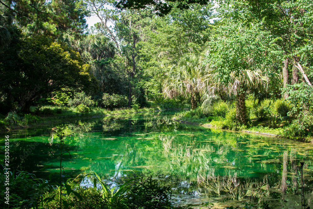 Beautiful green pond