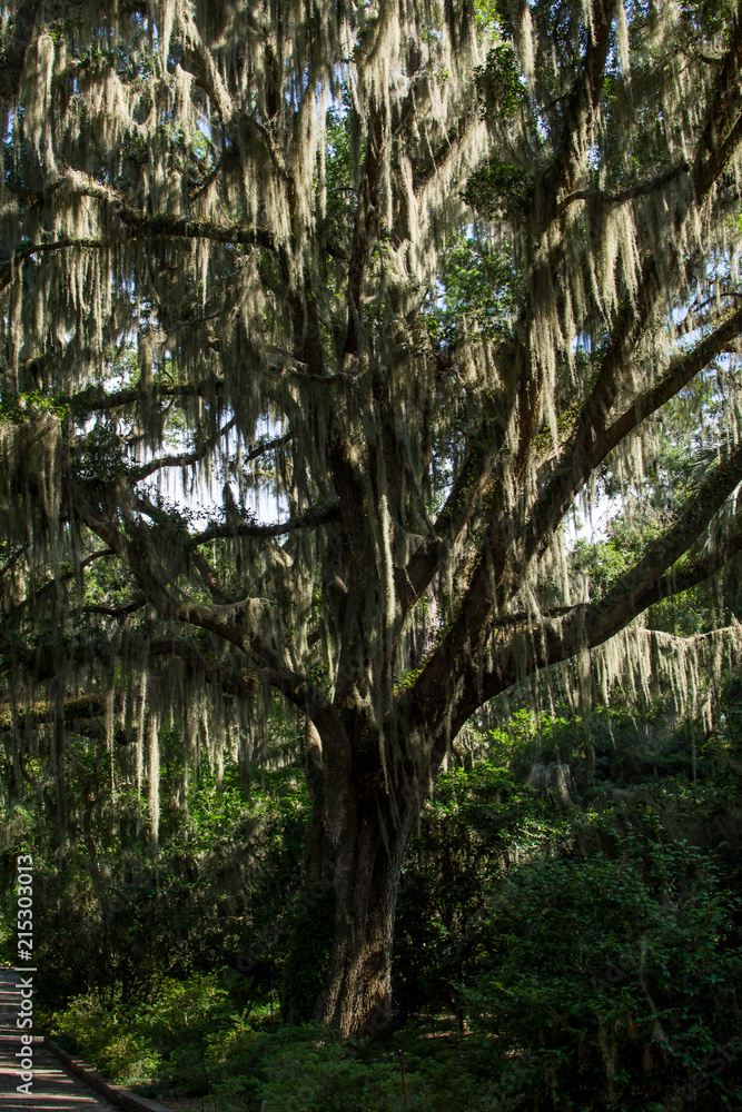 Fototapeta premium Beautiful Spanish Moss