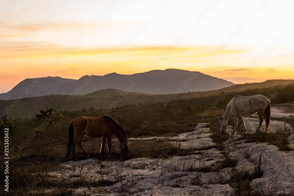 Obraz premium Wild horses