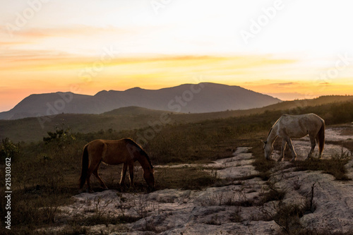 Wild horses © Andrea