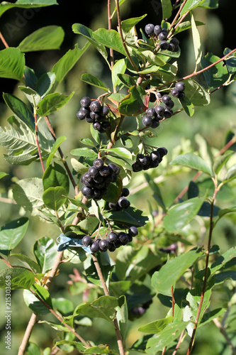 Aroniabeeren im Reifestadium photo