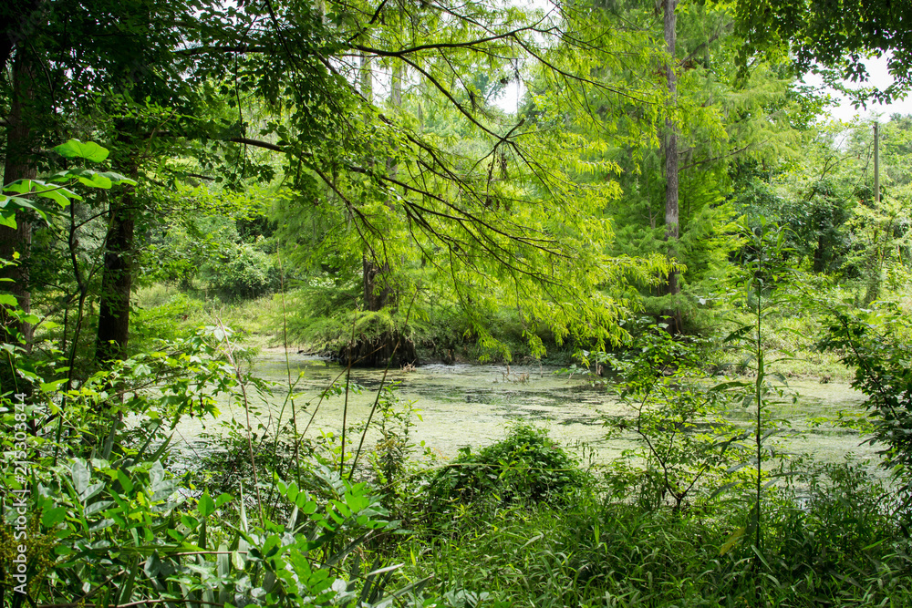 Radium Springs park Radium Springs park