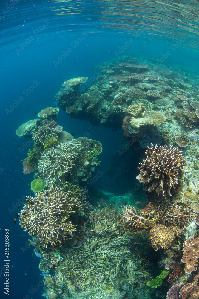 Fototapeta premium Eroded Coral Reef Drop Off in Raja Ampat