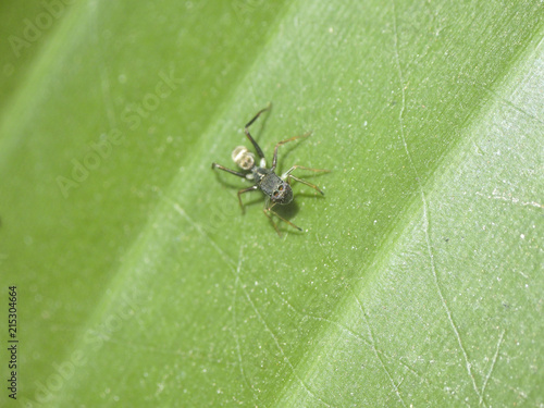 Ant spider on a green leaf