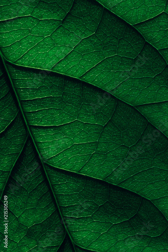 Avocado Leaf Macro Texture photo