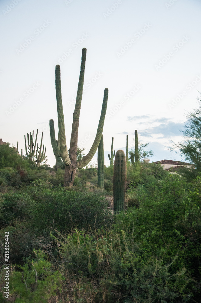 Saguaro Cactus grows on the desert at Pinnacle Peak in Scottsdale, AZ.