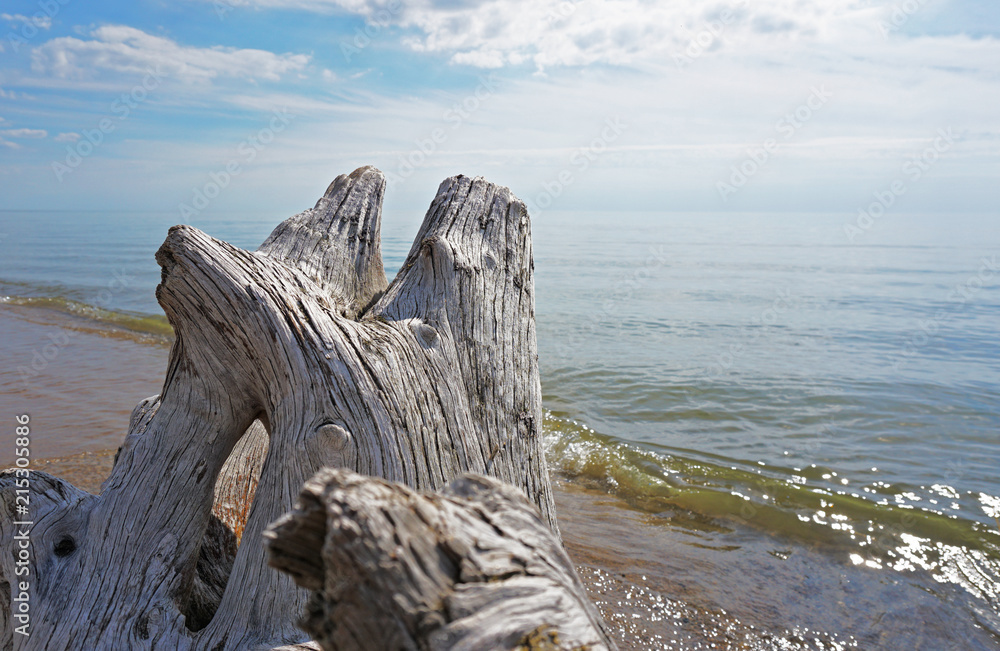 Lake Michigan behind driftwood close-up. White Drifting Stump closeup on the Beach in the background of a water of the Big Lake. Lake Michigan behind driftwood close-up. White Drifting Stump closeup on the Beach in the background of a water of the Big Lake.