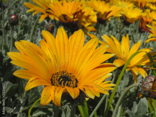 Yellow daisy flower blooming the the summer sun