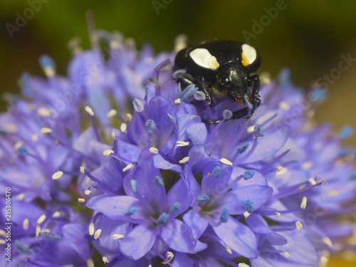 black white spotted Stink bug no a violet flower