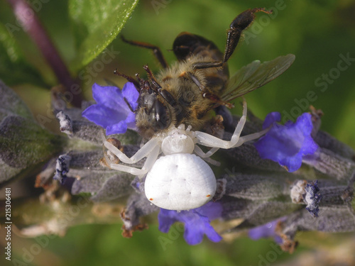 Crab spider eating a honey bee