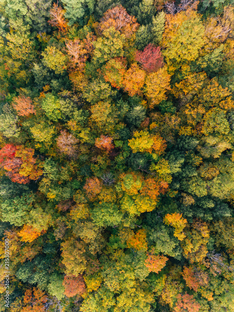 Aerial drone image of a forest in autumn Aerial drone image of a forest in autumn