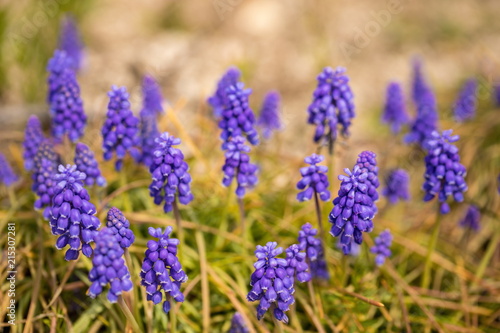 Purple Muscari flowers in the garden