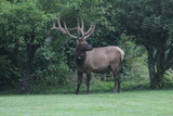 Large elk