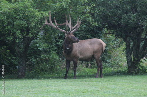 Large elk