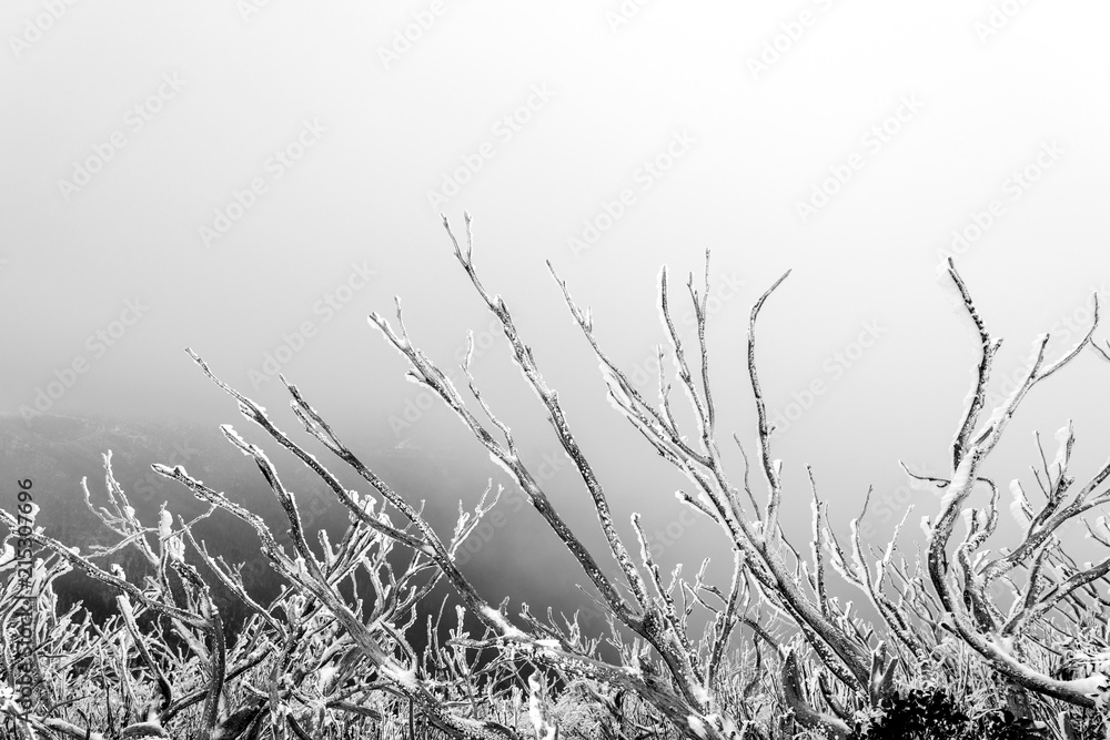 stark winter scenes, dead trees with snow stark winter scenes, dead trees with snow