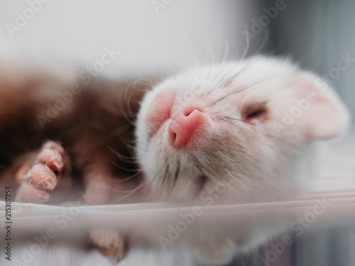 lovely ferret pet photo