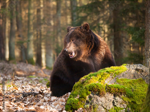 Brown beat behind the rock - Ursus arctos