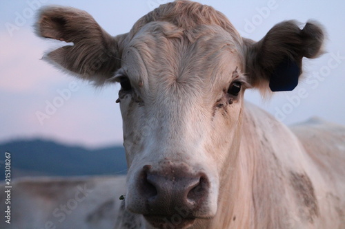 Cow closeup