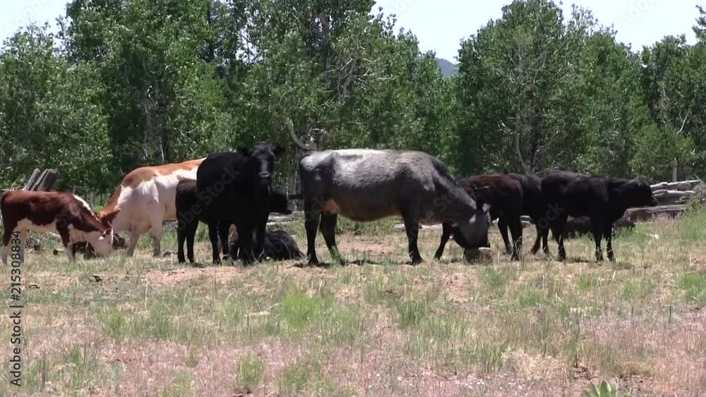 A small herd of cows. A small herd of cows.