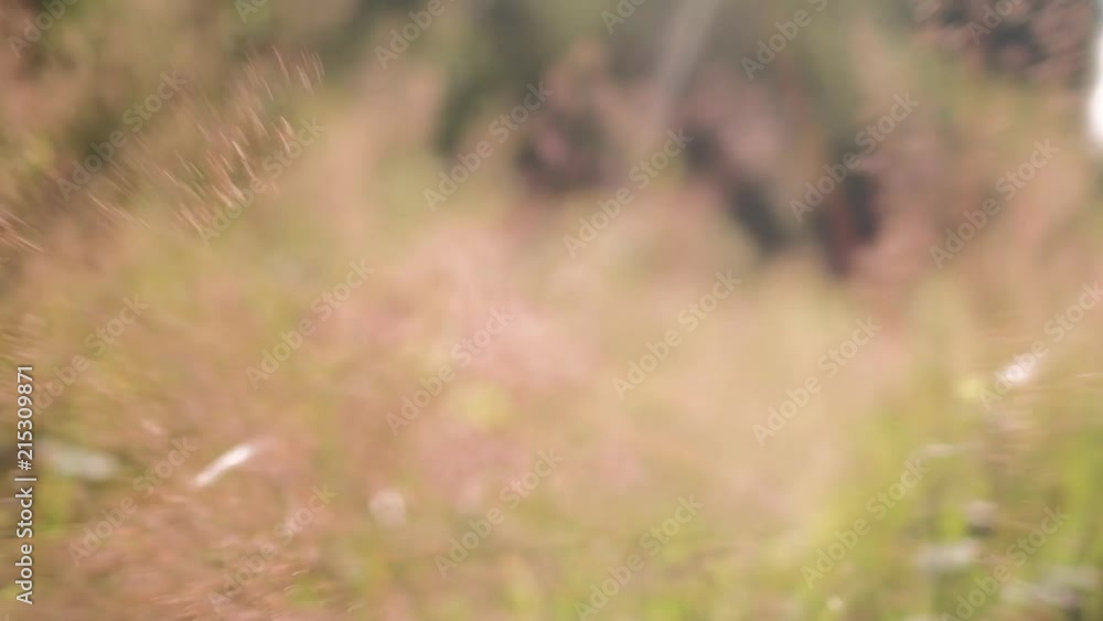 Play of sunbeams through autumn grass close up, slow pan handheld drive, abstract blurry peaceful softness fairytale nature background concept in 4K UHD Play of sunbeams through autumn grass close up, slow pan handheld drive, abstract blurry peaceful softness fairytale nature background concept in 4K UHD