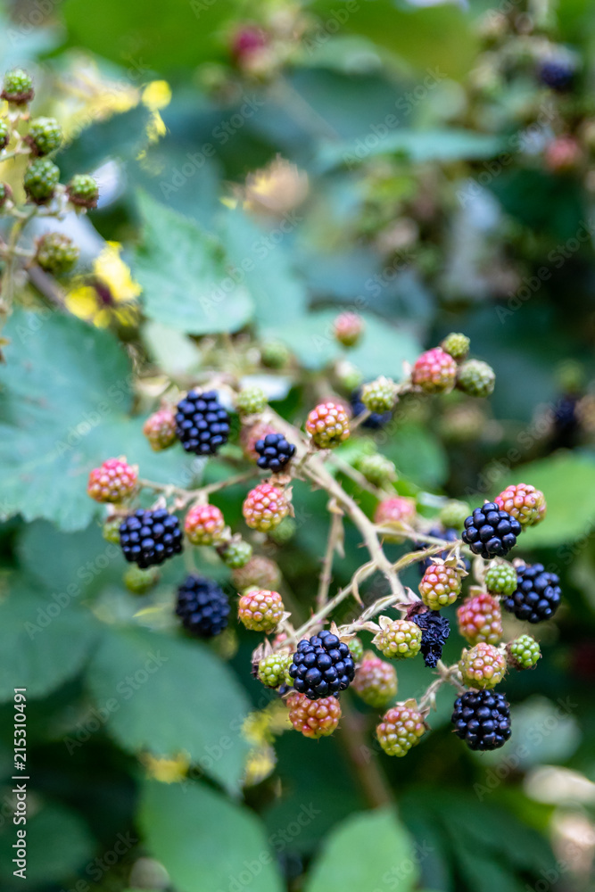 Close up of fresh blackberries growing on a vine out in the woods, some ripe black and some unripe green
Close up of fresh blackberries growing on a vine out in the woods, some ripe black and some unripe green