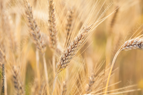 Golden wheat field