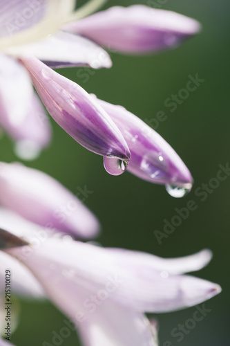 Water on Flower