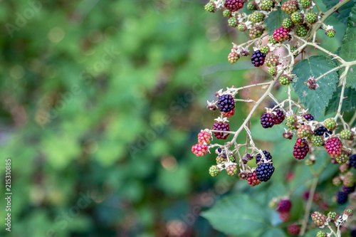 Close up of fresh blackberries growing on a vine out in the woods, some ripe black and some unripe green
