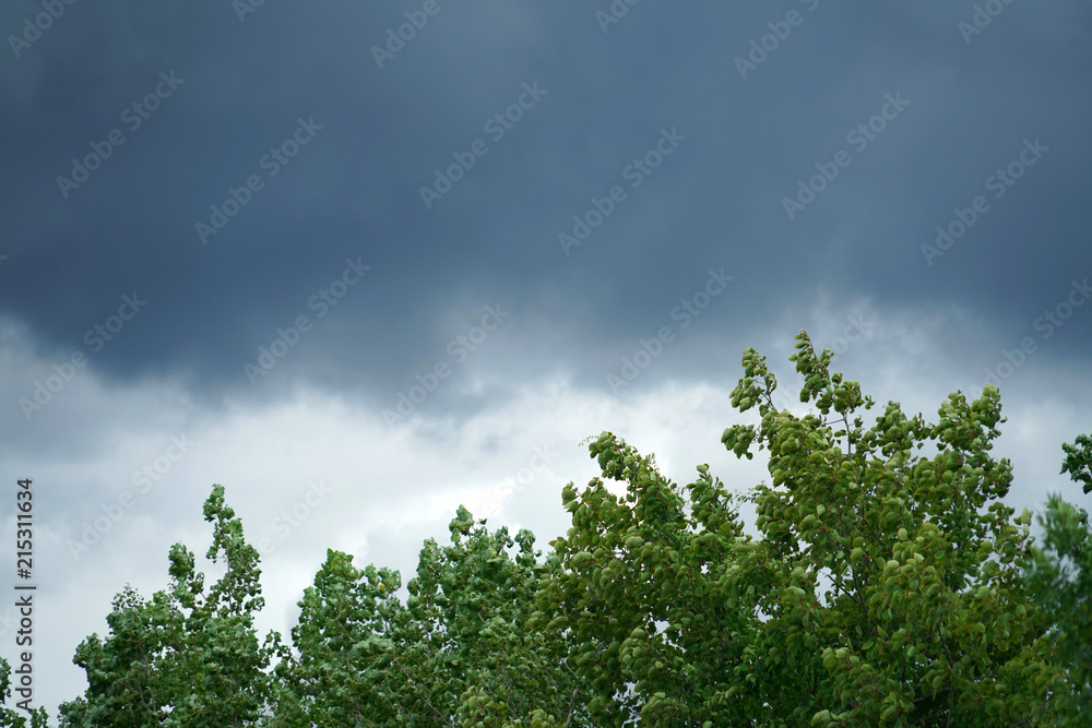 tree and dark storm cloud before thunderstorm tree and dark storm cloud before thunderstorm