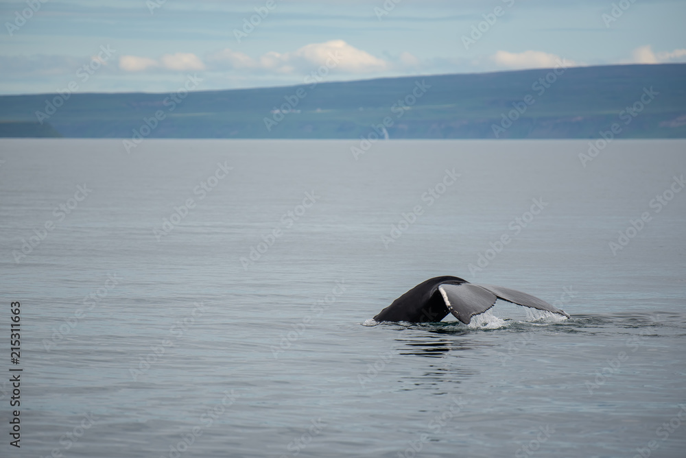 Obraz premium Humbak. Obserwowanie wielorybów w Husaviku na północy Islandii.