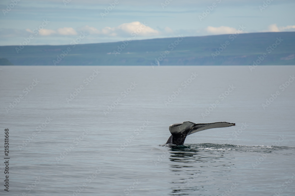 Fototapeta premium Humbak. Obserwowanie wielorybów w Husaviku na północy Islandii.