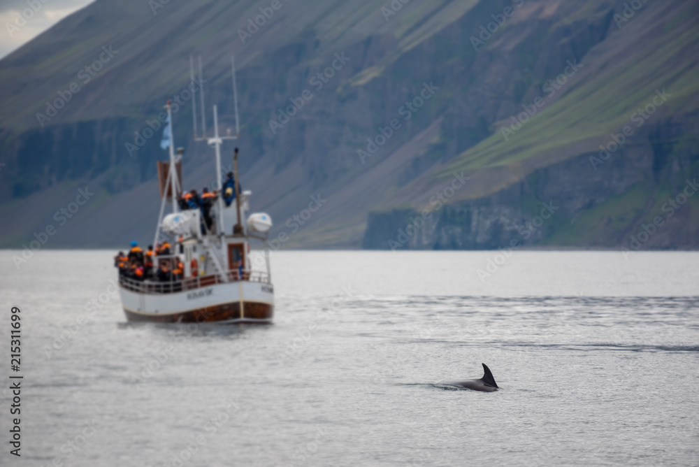 custom made wallpaper toronto digitalHumpback whale. Whale watching in Husavik, North Iceland.
