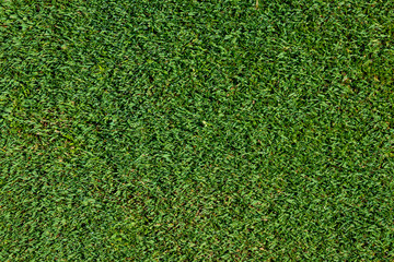 Top view of short golf putting green grass as a background
