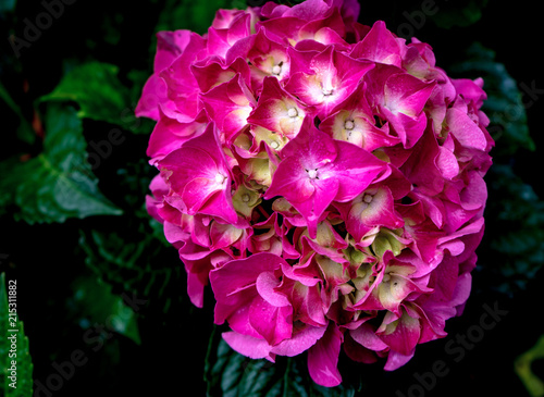 pink hydrangea