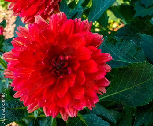 red dahlia flower