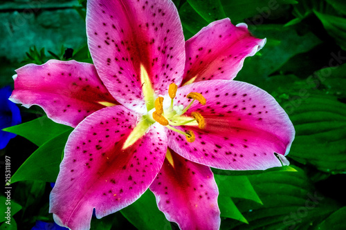pink lily flower