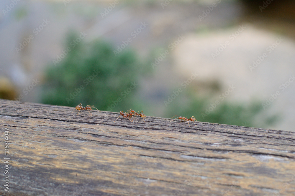 Fototapeta premium driver ants