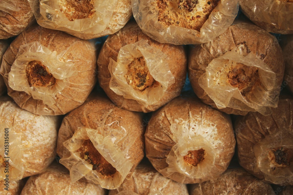 Mushroom Indian Oyster or Phoenix Mushroom in farm. Mushroom Indian Oyster or Phoenix Mushroom in farm.