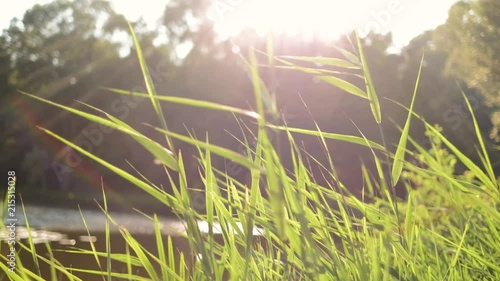 Motion close up shot, reeds are waving slowly at sunset, calm relax nature summer background concept