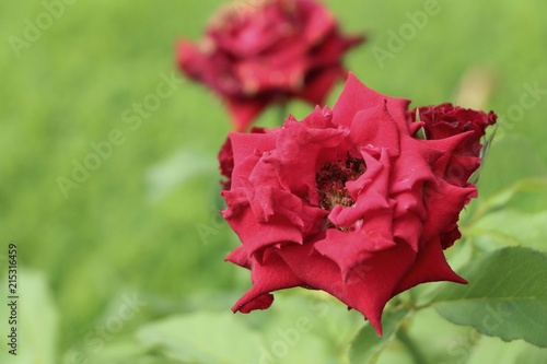 Red rose flowers on green background.