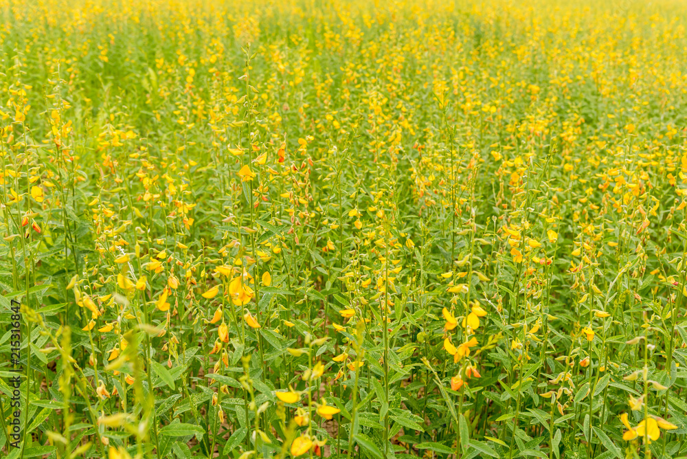 sunhemp flower field on day time. sunhemp flower field on day time.