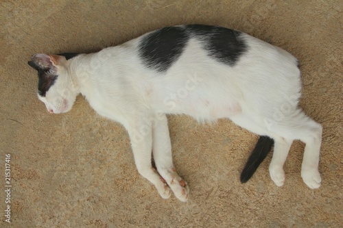 Black and white cat sleep on floor.